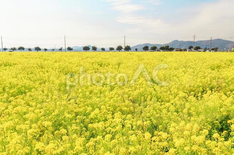 広大な菜の花の絨毯 青空,春,菜の花の写真素材