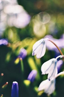 白いヒヤシンスの写真