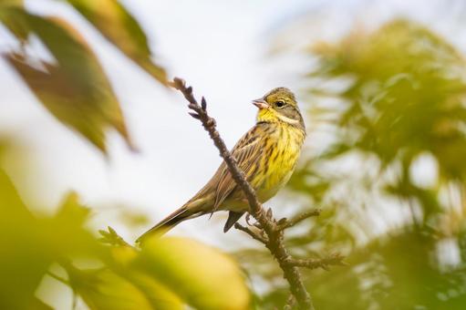 アオジ(32) アオジ(32) 野鳥,アオジ,鳥類の写真素材