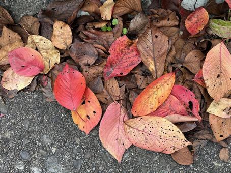 秋の風景 落ち葉,落葉,枯れ葉の写真素材