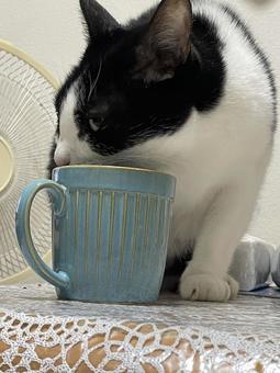 ネコ ネコ 猫,寝てる,可愛いの写真素材