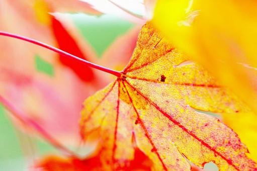 紅葉したイロハモミジの葉の写真