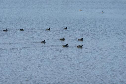 池をのんびり泳ぐオナガガモたち オナガガモ,鴨,群れの写真素材