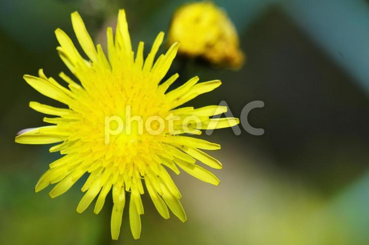 のげし のげし,黄色い花,花びらの写真素材