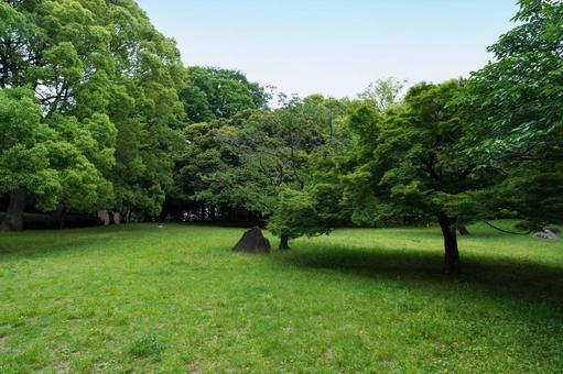 初夏の公園 大宮公園(さいたま市) 初夏の公園 大宮公園(さいたま市)の写真