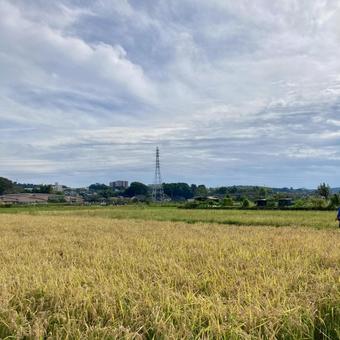 稲の田んぼ 稲の田んぼ 稲,田んぼ,畑の写真素材