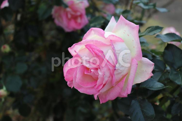 フランス生まれのピンクの薔薇、プリンセス・ドゥ・モナコ プリンセス・ドゥ・モナコ,薔薇,花の写真素材