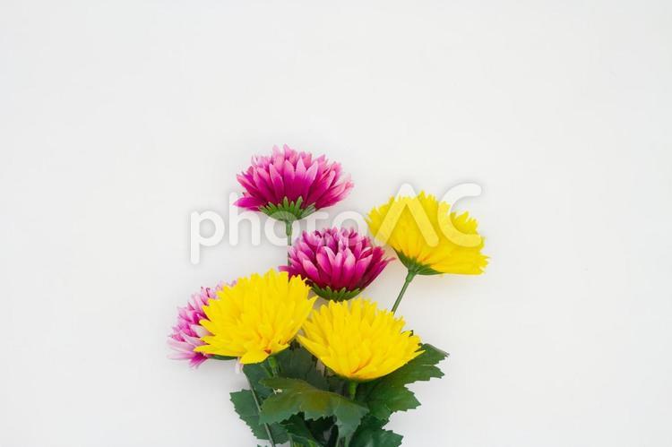 白背景に菊の花のイミテーション 菊,花,仏花の写真素材