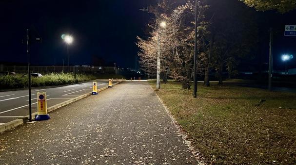 落ち葉 落ち葉,街路樹,夜景の写真素材