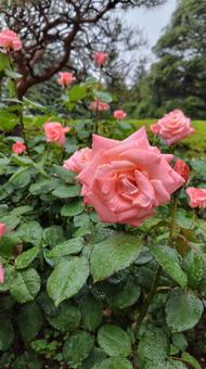 雨上がり、ピンクの薔薇 雨上がり、ピンクの薔薇 バラ,薔薇,ローズの写真素材