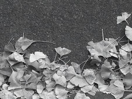 イチョウの落葉、晩秋の景色 イチョウ,公孫樹,落葉の写真素材