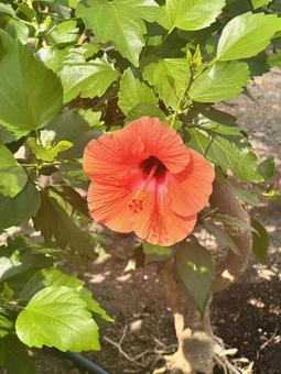 ハイビスカス ハイビスカス 花,自然,ハイビスカスの写真素材