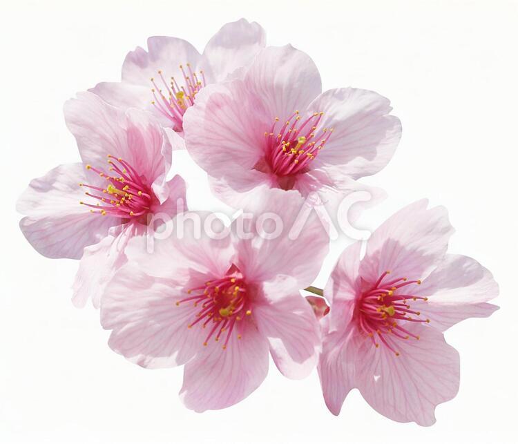 切り抜き素材　桜44 桜,ピンク,春の写真素材