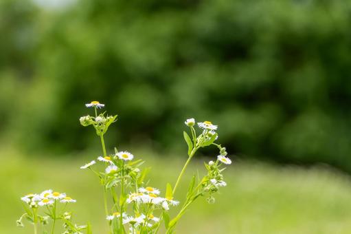 緑背景に咲く春紫苑の小花の写真