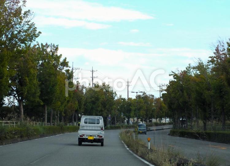 紅葉の始まる街路樹のカーブ 街路樹,道路,坂の写真素材