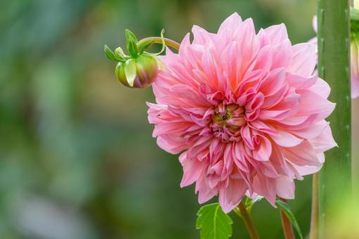 淡いピンクのダリアの花と蕾 淡いピンクのダリアの花と蕾 ダリア,花,ピンクの写真素材
