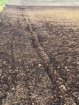Photo, field, early morning, outdoors, 