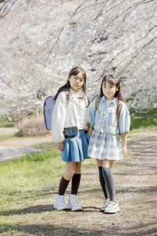 桜並木　仲良し　小学生 桜,小学生,女の子の写真素材