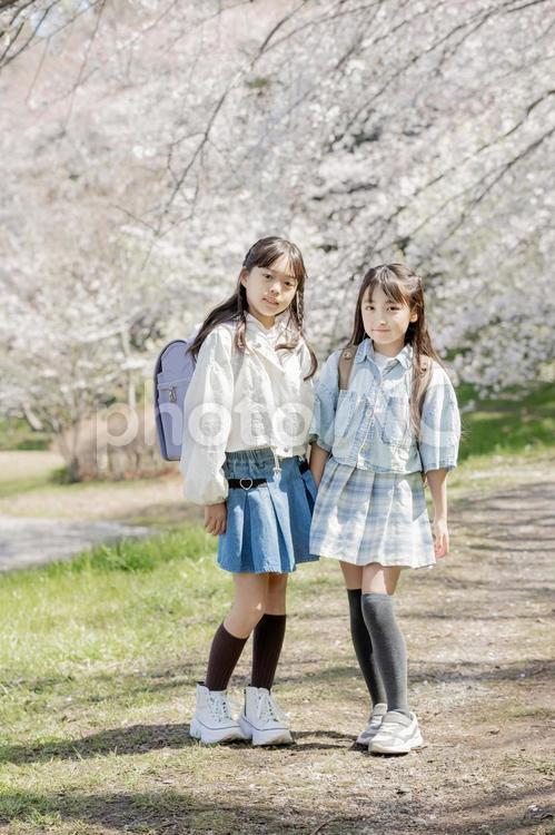 桜並木　仲良し　小学生 桜,小学生,女の子の写真素材
