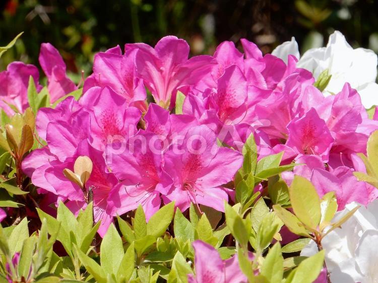 【花の写真】ツツジ ツツジ,つつじ,躑躅の写真素材