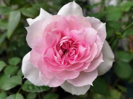 ベランダのバラ・シャリマー 薔薇,バラ,シャリマーの写真素材