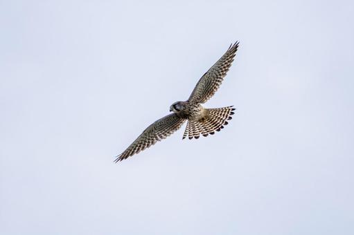 チョウゲンボウ(68)の写真