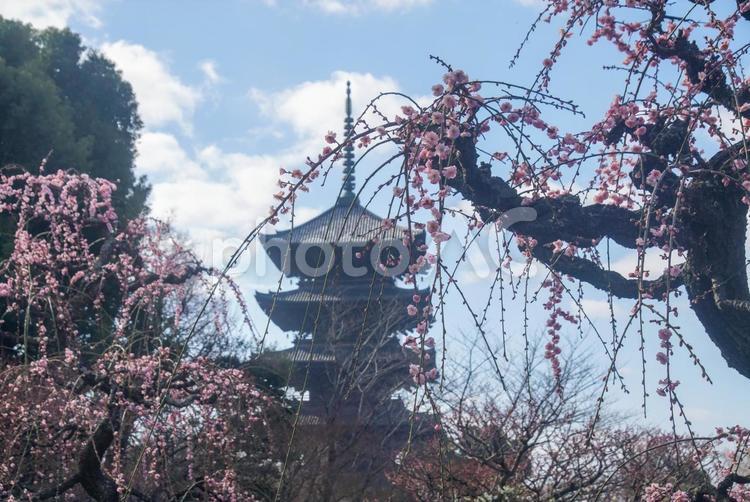 東寺の梅林 3月,早春,梅の写真素材