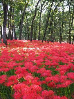 巾着田曼珠沙華公園・彼岸花の群生・日高市 巾着田曼珠沙華公園・彼岸花の群生・日高市の写真