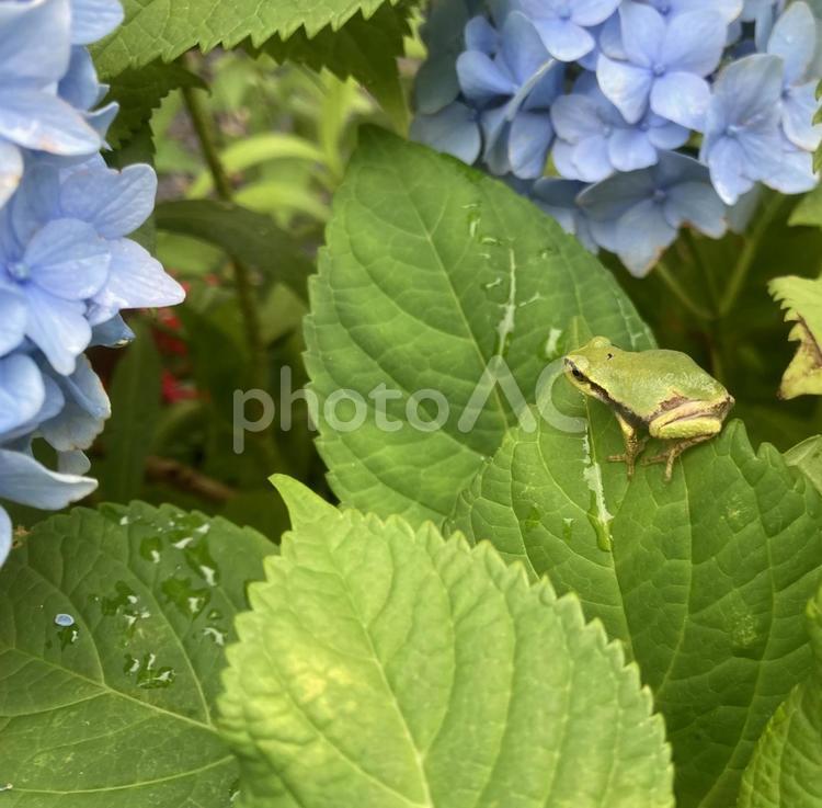カエルとアジサイ カエル,アジサイ,花の写真素材