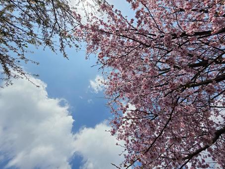 桜と空 桜と空の写真