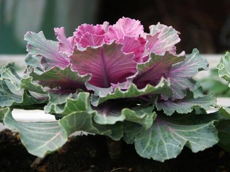 ハボタン・葉牡丹　クローズアップ ハボタン,葉鑑賞,素材の写真素材