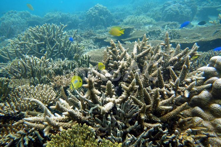 沖縄　南国の真夏の海でシュノーケリング サンゴ,シュノーケリング,海の写真素材