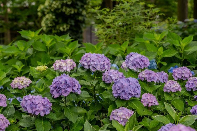 指扇アジサイまつり2025年 アジサイ,紫陽花,花の写真素材
