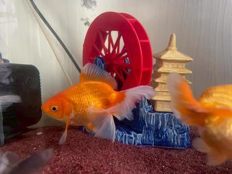 金魚ちゃん 金魚ちゃんの写真