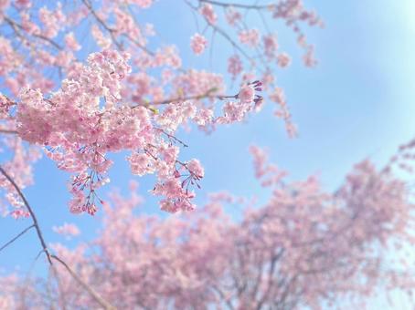 桜満開 桜,花,河津桜の写真素材