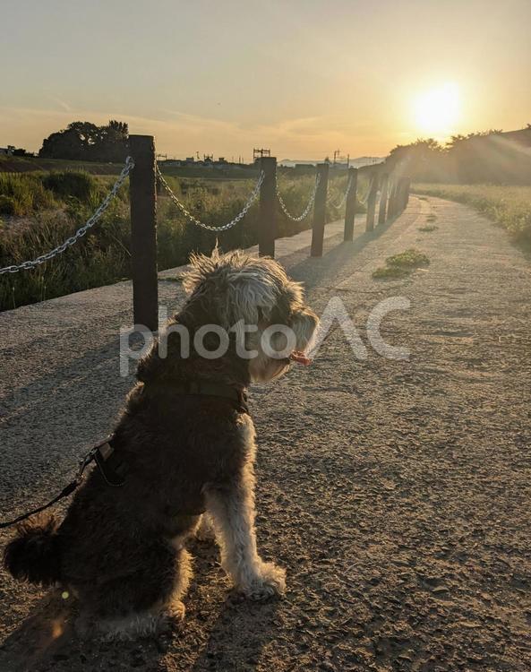 我が家のアイドル犬　黄昏 犬,ミニチュアシュナウザー,シュナウザーの写真素材
