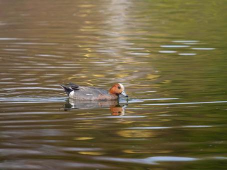 池を泳ぐヒドリガモ 池を泳ぐヒドリガモ ヒドリガモ,カモ,鴨の写真素材