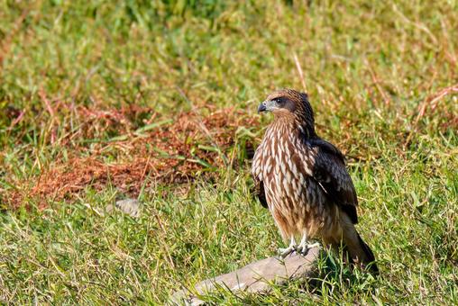 河原の石に留まるトンビの若鳥 トビ,トンビ,鳶の写真素材