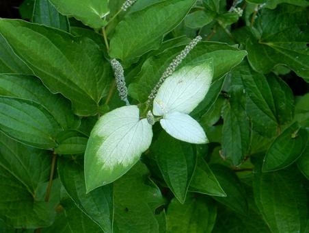 [Flower Photo] Pinctada gracilis, JPG