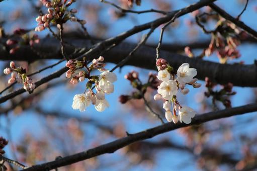 桜 桜の写真