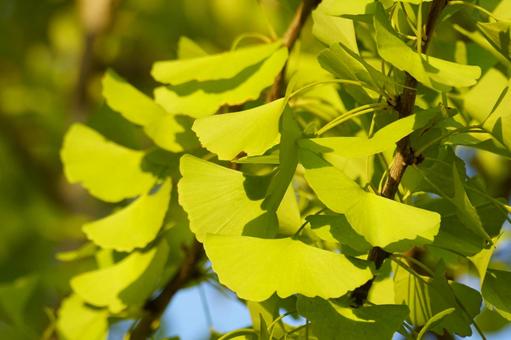 イチョウの葉 イチョウ,葉,黄葉の写真素材
