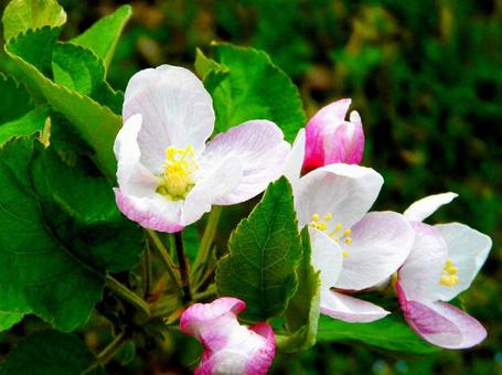 リンゴの花 リンゴの花の写真