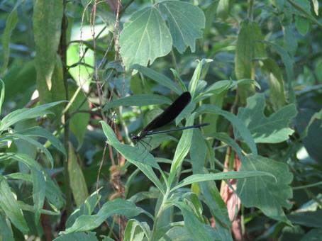 トンボ 笹,昆虫,トンボの写真素材