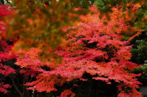 Autumn colors, JPG Autumn colors, autumn leaves, yellow leaves, red, JPG