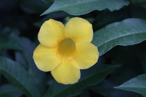黄色い花びらのアリアケカズラの花のアップ 黄色い,花びら,アリアケカズラの写真素材