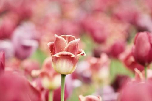チューリップ チューリップ タグ,植物,花の写真素材