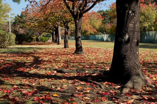 桜の紅葉 秋,桜,紅葉の写真素材