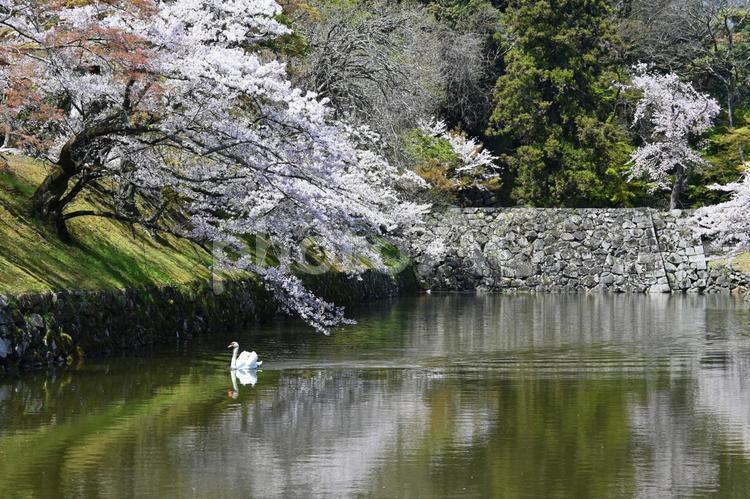 滋賀県彦根城 桜咲く内堀の風景 彦根城,桜,内堀の写真素材