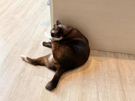 部屋でくつろぐ黒猫 部屋でくつろぐ黒猫の写真