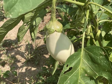 白なす 白なす 白なす,なす,野菜の写真素材